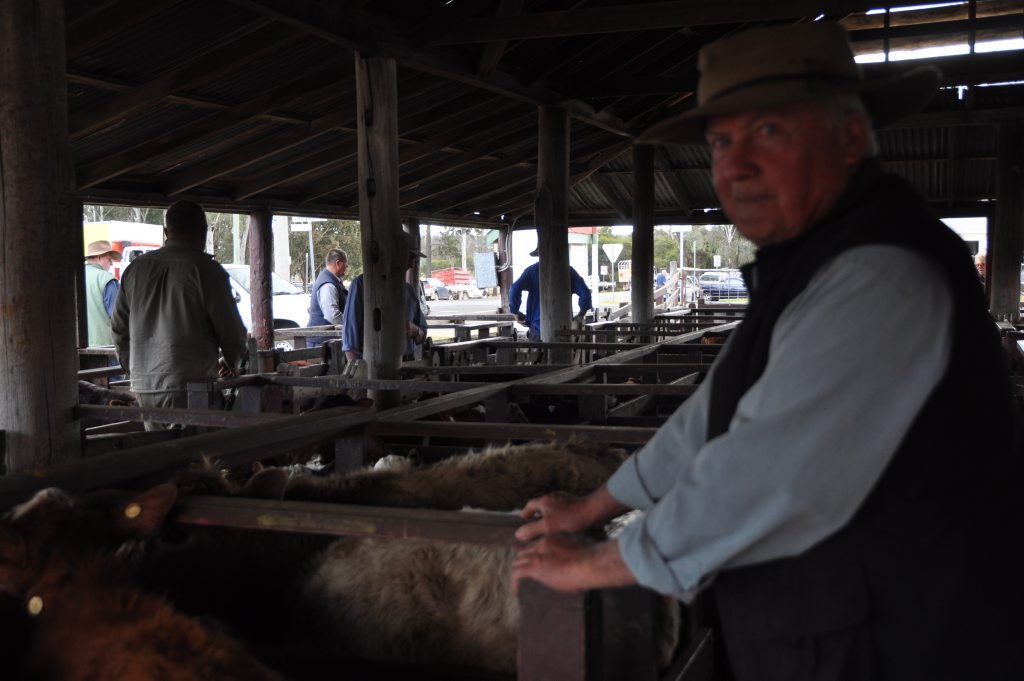 Tom Gibson from Sunny Corner, Goondiwindi, regularly markets his sheep in Warwick. 
